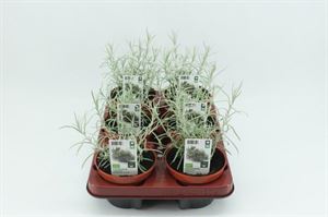 Bild von Kerrieplant